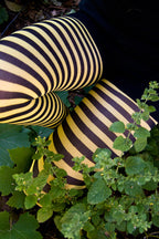 Striped Tights